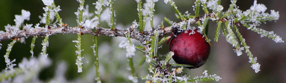 Cañones Fluviales en el Barranco de la Virgen. Rodellar